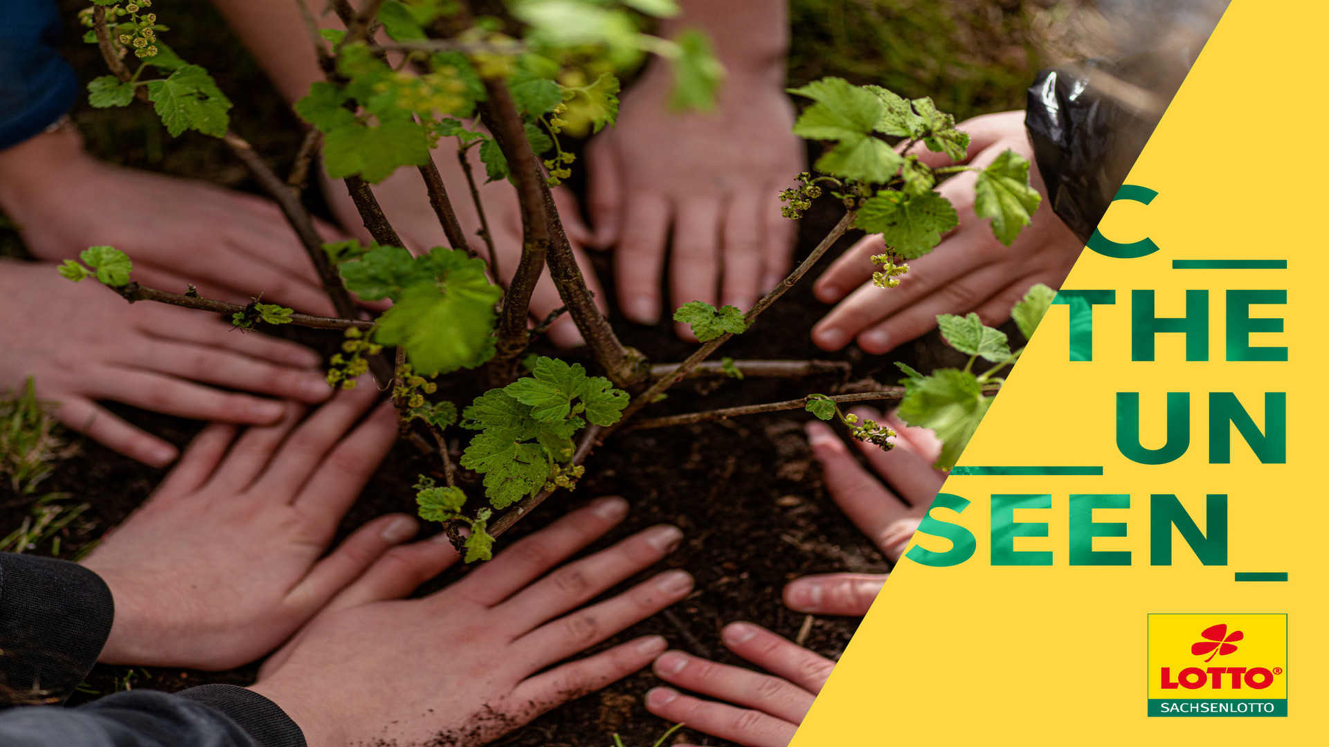 Eine Gruppe von Händen umschließt sanft den Stamm einer kleinen, grünen Pflanze im Boden und suggeriert so Teamarbeit in der Natur. Das Bild hat rechts eine gelbe diagonale Überlagerung mit Text und einem Logo von Sachsenlotto.